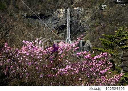 奥日光明智平展望台付近に咲くアカヤシオツツジの花と華厳の滝 122524303