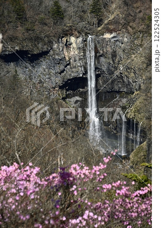 奥日光明智平展望台付近に咲くアカヤシオツツジの花と華厳の滝 奥日光明智平展望台付近に咲くアカヤシオツツジの花と華厳の滝 122524305