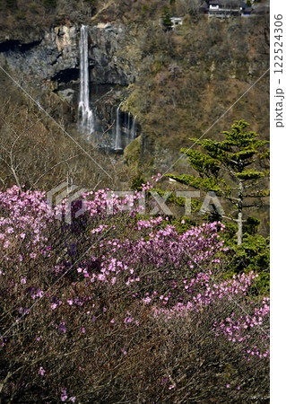 奥日光明智平展望台付近に咲くアカヤシオツツジの花と華厳の滝 122524306