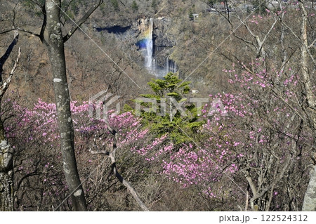奥日光明智平展望台付近に咲くアカヤシオツツジの花と虹架かる華厳の滝 122524312