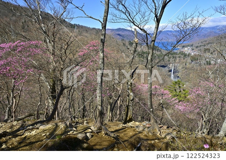 奥日光明智平展望台付近に咲くアカヤシオツツジの花と華厳の滝に中禅寺湖 122524323