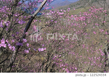 奥日光明智平展望台付近に咲くアカヤシオツツジの花と華厳の滝に中禅寺湖 奥日光明智平展望台付近に咲くアカヤシオツツジの花と華厳の滝に中禅寺湖 122524334