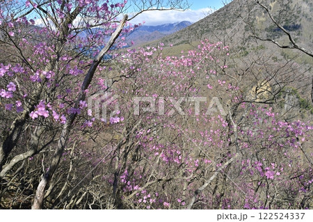 奥日光明智平展望台付近に咲くアカヤシオツツジの花と華厳の滝に中禅寺湖 122524337