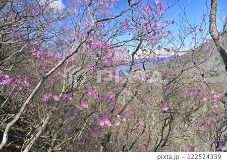 奥日光明智平展望台付近に咲くアカヤシオツツジの花と華厳の滝に中禅寺湖 奥日光明智平展望台付近に咲くアカヤシオツツジの花と華厳の滝に中禅寺湖 122524339