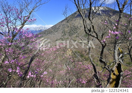 奥日光明智平展望台付近に咲くアカヤシオツツジの花と男体山 122524341