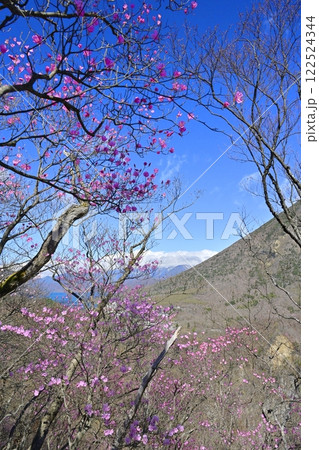 奥日光明智平展望台付近に咲くアカヤシオツツジの花と中禅寺湖 奥日光明智平展望台付近に咲くアカヤシオツツジの花と中禅寺湖 122524344