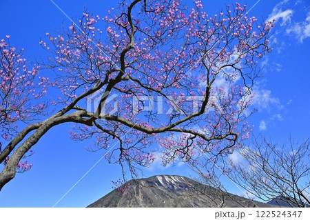奥日光明智平展望台付近に咲くアカヤシオツツジの花と男体山 奥日光明智平展望台付近に咲くアカヤシオツツジの花と男体山 122524347