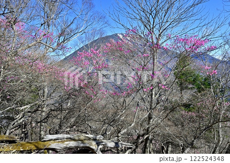 奥日光明智平展望台付近に咲くアカヤシオツツジの花と男体山 122524348