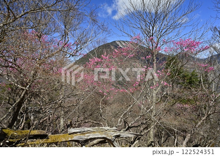 奥日光明智平展望台付近に咲くアカヤシオツツジの花と男体山 奥日光明智平展望台付近に咲くアカヤシオツツジの花と男体山 122524351