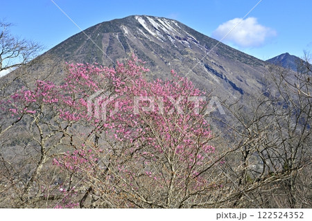 奥日光明智平展望台付近に咲くアカヤシオツツジの花と男体山 122524352