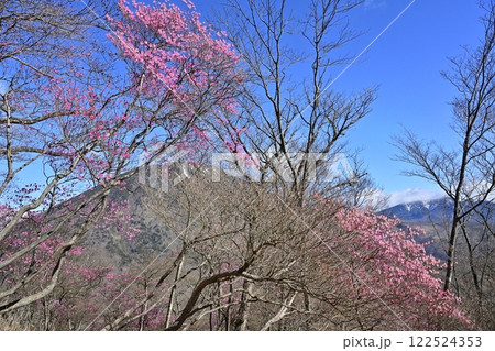 奥日光明智平展望台付近に咲くアカヤシオツツジの花と男体山 奥日光明智平展望台付近に咲くアカヤシオツツジの花と男体山 122524353