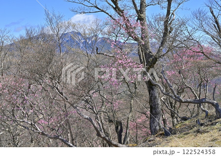奥日光明智平展望台付近に咲くアカヤシオツツジの花と女峰山 奥日光明智平展望台付近に咲くアカヤシオツツジの花と女峰山 122524358