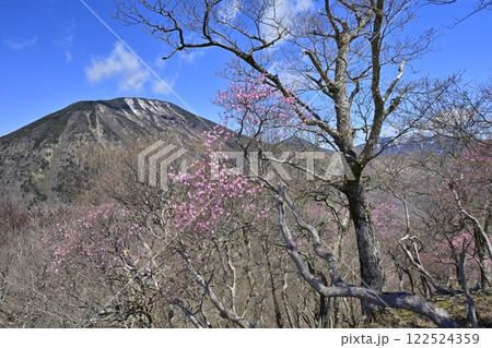 奥日光明智平展望台付近に咲くアカヤシオツツジの花と男体山 122524359