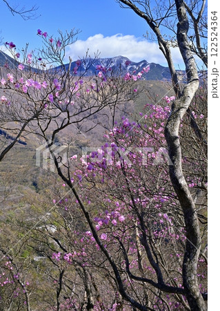 奥日光明智平展望台付近に咲くアカヤシオツツジの花と女峰山 122524364