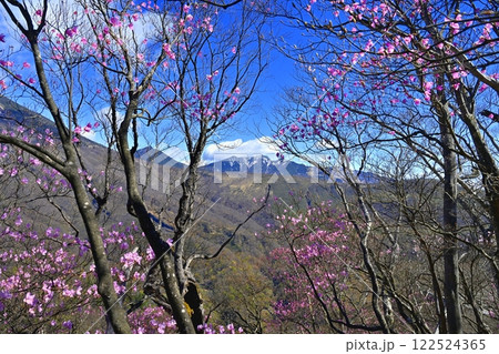 奥日光明智平展望台付近に咲くアカヤシオツツジの花と女峰山 奥日光明智平展望台付近に咲くアカヤシオツツジの花と女峰山 122524365