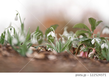 ガーデニングで可愛く咲いている白い花⑧ 122524371