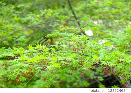 イロハカエデの花と新葉　【相模原市津久井　4月】 122524624