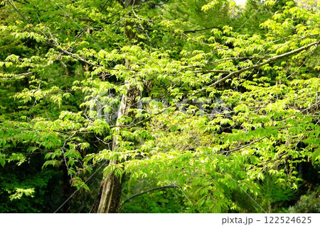 シデの木新緑　【相模原市津久井　4月】 122524625
