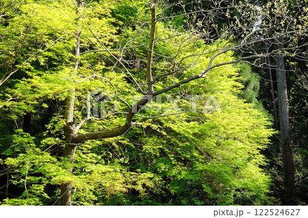 新緑のモミジとクヌギの木 【相模原市津久井 4月】 新緑のモミジとクヌギの木 【相模原市津久井 4月】 122524627