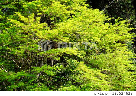 新緑のイロハカエデ 【相模原市津久井 4月】 新緑のイロハカエデ 【相模原市津久井 4月】 122524628
