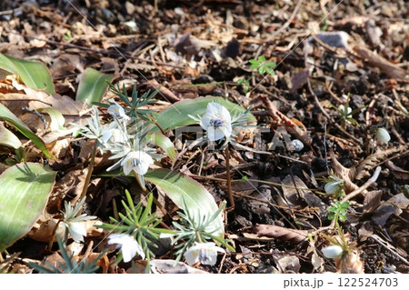セツブンソウ（節分草）　春の訪れを告げる小さな可愛い花 122524703