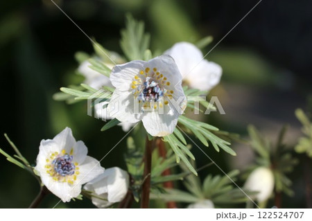 セツブンソウ（節分草）　春の訪れを告げる小さな可愛い花 122524707