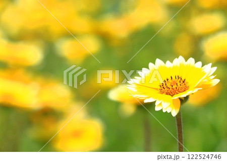 ツマジロヒナギク満開に咲く 122524746