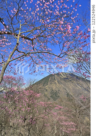 奥日光茶ノ木平遊歩道沿いに咲くアカヤシオツツジの花に男体山 奥日光茶ノ木平遊歩道沿いに咲くアカヤシオツツジの花に男体山 122524946