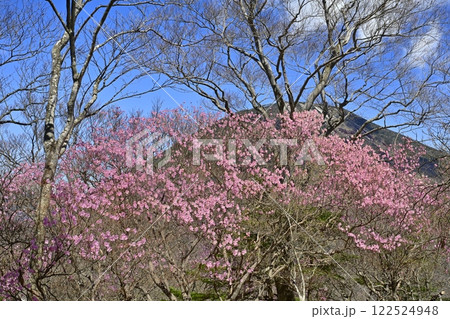 奥日光茶ノ木平遊歩道沿いに咲くアカヤシオツツジの花に男体山 奥日光茶ノ木平遊歩道沿いに咲くアカヤシオツツジの花に男体山 122524948