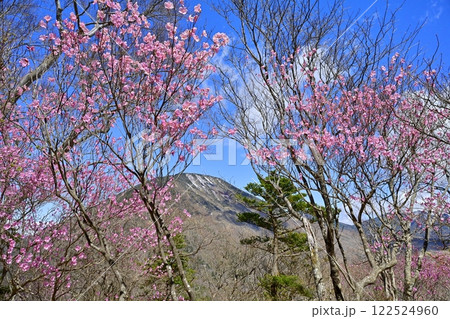 奥日光茶ノ木平遊歩道沿いに咲くアカヤシオツツジの花に男体山 122524960