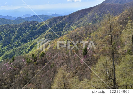 奥日光明智平展望台付近の花咲くアカヤシオツツジの群生地と筑波山遠望 122524963