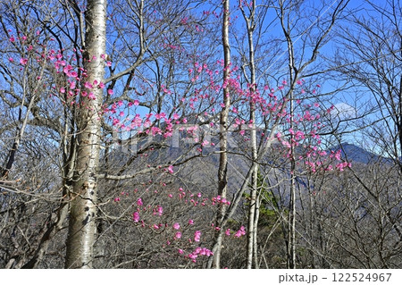 奥日光茶ノ木平遊歩道沿いに咲くアカヤシオツツジの花に男体山 奥日光茶ノ木平遊歩道沿いに咲くアカヤシオツツジの花に男体山 122524967