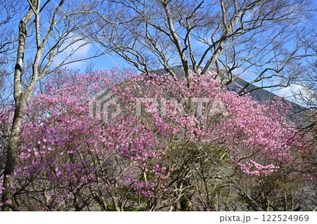 奥日光茶ノ木平遊歩道沿いに咲くアカヤシオツツジの花に男体山 奥日光茶ノ木平遊歩道沿いに咲くアカヤシオツツジの花に男体山 122524969