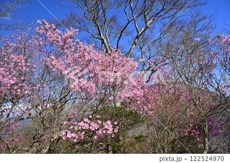 奥日光茶ノ木平遊歩道沿いに咲くアカヤシオツツジの花に男体山 122524970