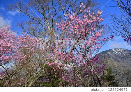 奥日光茶ノ木平遊歩道沿いに咲くアカヤシオツツジの花に男体山 122524971