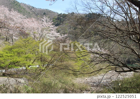 桜　春のキャンプ　美山　京都府 122525051