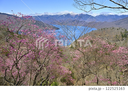奥日光茶ノ木平展望所（台）付近に咲くアカヤシオツツジの花に中禅寺湖と日光白根山 122525163