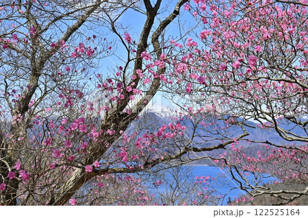 奥日光茶ノ木平展望所(台)付近に咲くアカヤシオツツジの花に中禅寺湖と日光白根山 奥日光茶ノ木平展望所(台)付近に咲くアカヤシオツツジの花に中禅寺湖と日光白根山 122525164