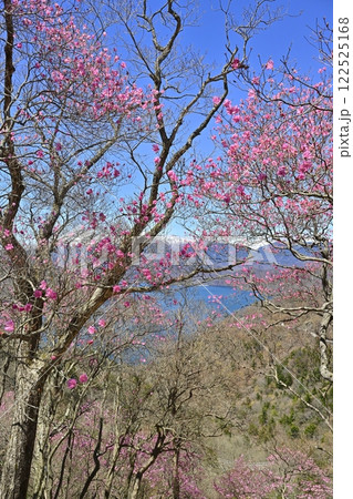 奥日光茶ノ木平展望所（台）付近に咲くアカヤシオツツジの花に中禅寺湖と日光白根山 122525168