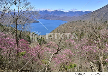 奥日光茶ノ木平展望所（台）付近に咲くアカヤシオツツジの花に中禅寺湖と日光白根山 122525169