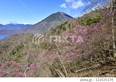 奥日光茶ノ木平展望所（台）付近に咲くアカヤシオツツジの花に中禅寺湖と男体山 122525174