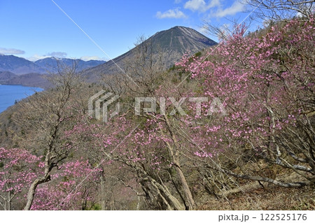 奥日光茶ノ木平展望所(台)付近に咲くアカヤシオツツジの花に中禅寺湖と男体山 奥日光茶ノ木平展望所(台)付近に咲くアカヤシオツツジの花に中禅寺湖と男体山 122525176