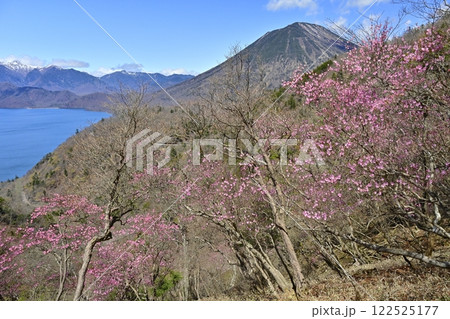 奥日光茶ノ木平展望所(台)付近に咲くアカヤシオツツジの花に中禅寺湖と男体山と日光白根山 奥日光茶ノ木平展望所(台)付近に咲くアカヤシオツツジの花に中禅寺湖と男体山と日光白根山 122525177