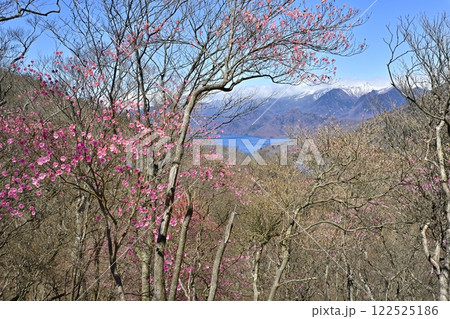 奥日光茶ノ木平展望所(台)付近に咲くアカヤシオツツジの花に中禅寺湖と日光白根山 奥日光茶ノ木平展望所(台)付近に咲くアカヤシオツツジの花に中禅寺湖と日光白根山 122525186