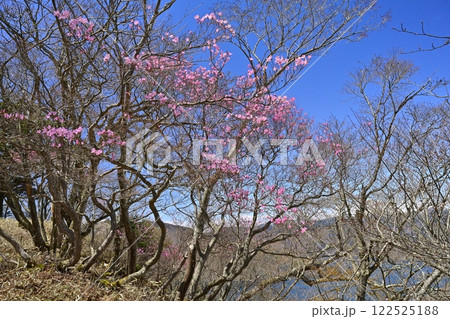 奥日光茶ノ木平展望所（台）付近に咲くアカヤシオツツジの花に中禅寺湖 122525188