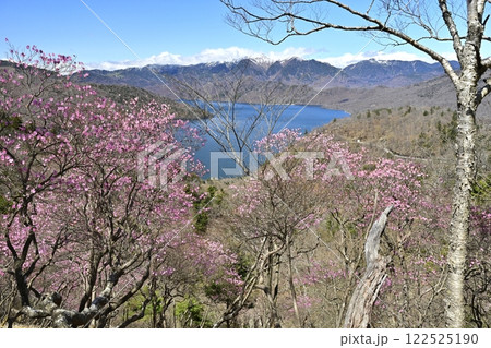 奥日光茶ノ木平展望所(台)付近に咲くアカヤシオツツジの花に中禅寺湖と日光白根山 奥日光茶ノ木平展望所(台)付近に咲くアカヤシオツツジの花に中禅寺湖と日光白根山 122525190