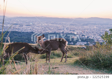 [若草山]愛くるしい鹿たち 122525199