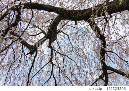 岐阜県下呂市｜岩太郎の枝垂れ桜　4月 122525206