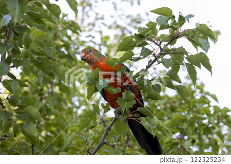 A colourful, friendly, and vibrant Australian King Parrot 122525234
