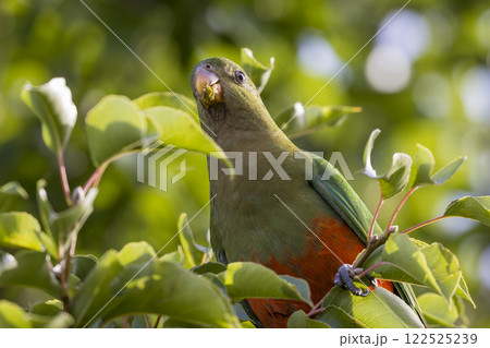 A colourful, friendly, and vibrant Australian King Parrot A colourful, friendly, and vibrant Australian King Parrot 122525239